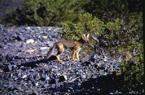 Reserva Natural Estricta El Leoncito