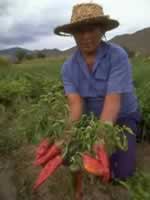 Pimientos en Salta