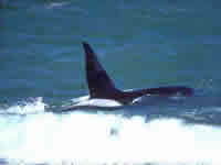 Orcas en el sur  argentino
