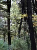 Bosque en Neuquen
