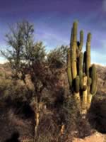 Cactus en el norte