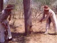 Talado de quebrachos en  Chaco