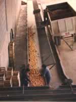 Industriade los cítricos