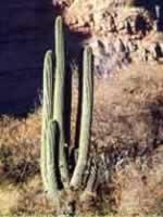 Cactus en la zona de la puna