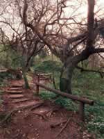 Bosque en el delta del Parana