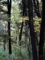 Bosque en Parque Nacional Lanin