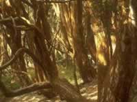 Bosque de Arrayanes en isla Victoria