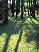 Bosque de pinos en Cariló