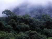 Parque Nacional Los Alisos