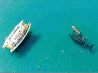 Ballenas en Península de Valdés