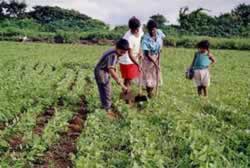 Agricultura Familiar
