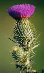 Cardo comun