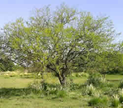Espinillo