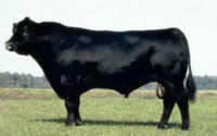 Toro Aberdeen Angus