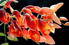Flor de ceibo 