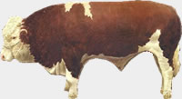 Raza Heredford