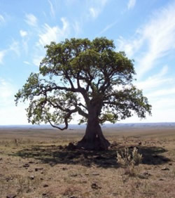 El ombu