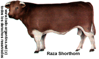 Shorton