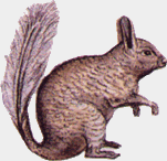Vizcacha