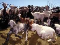 Ganaderia en Catamarca