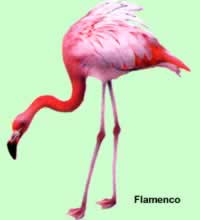 Flamenco
