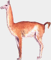 Guanaco