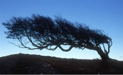 Arbol en Bandera