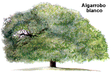 Algarrobo blanco de Entre Ríos