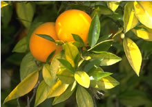 Naranjas de Entre Ríos