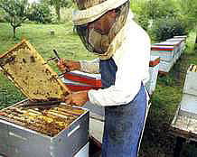 Apicultor junatando miel de un panal