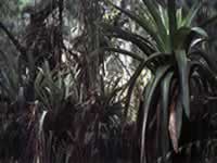 Flora en Jujuy
