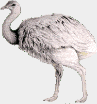 &Ntilde;and&uacute;