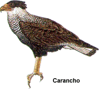 el carancho