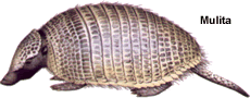 la mulita