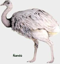 Ñandú
