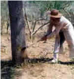 Tala de &aacute;rboles en el Chaco