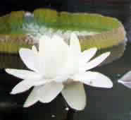 Flor del Irup&eacute;