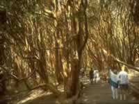 Bosque de Arrayanes