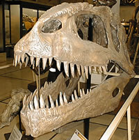 Gigantosaurus Carofini