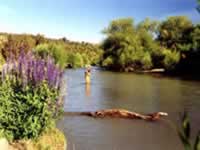 Flora de Neuquen