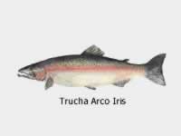 Trucha