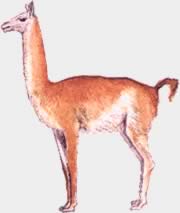 El guanaco