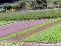 campos en Santa F&eacute;