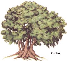 El omb&uacute;