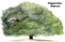 Algarrobo Blanco