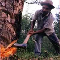 Industria forestal