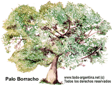 Palo borracho