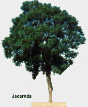 Jacaranda