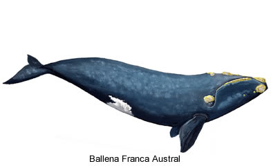 Ballena Franca Austral