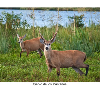 Ciervo de los Pantanos